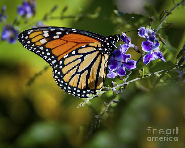 Monarch Art Print featuring the photograph Monarch Butterfly by David Millenheft