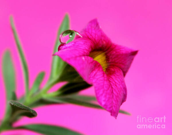 Pink Petunia Art Print featuring the photograph Perfectly Pink #1 by Krissy Katsimbras