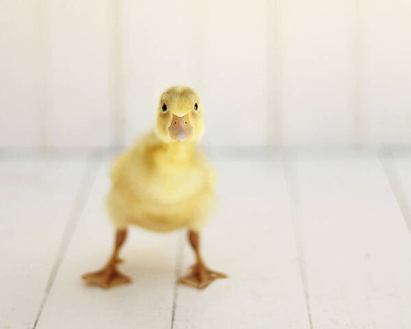 Duck Art Art Print featuring the photograph Ready to Rumble #2 by Amy Tyler