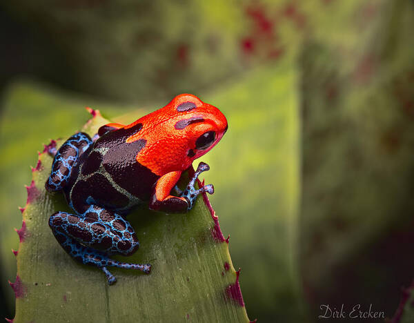 Red Frog Art Print featuring the photograph Red Blue Poison Dart Frog #1 by Dirk Ercken