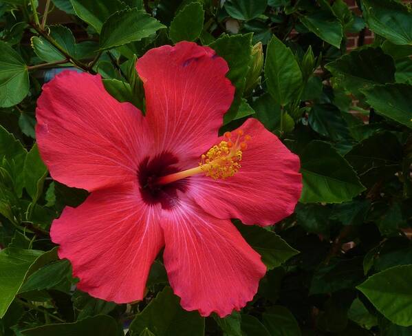 Flower Art Print featuring the photograph Red Hibiscus #1 by Jeanette Oberholtzer