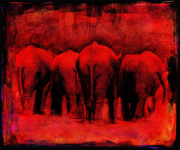 Animals Art Print featuring the photograph Red #1 by James Bethanis