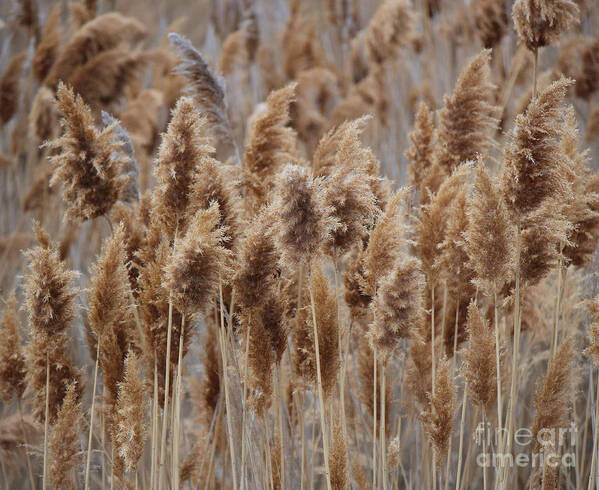 Photography Art Print featuring the photograph Wind Blown Redish Brown Plants by Jackie Farnsworth