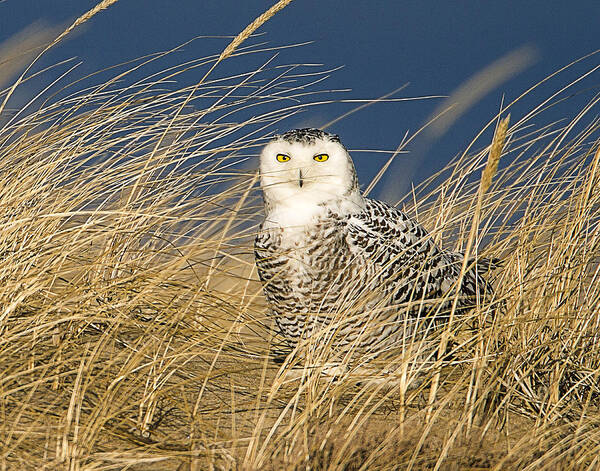 Massachusetts Art Print featuring the photograph Snowy Owl in the Dunes by John Vose