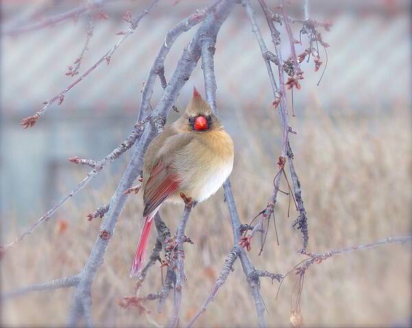 Cardinal Art Print featuring the photograph Sweet Spring #1 by Kay Jantzi