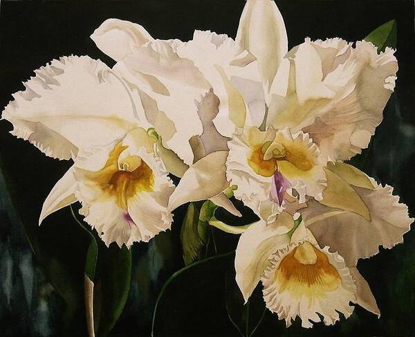 Orchid Art Print featuring the painting White Cattleya Orchids by Alfred Ng