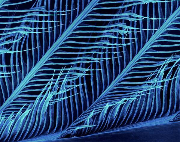 Feather Art Print featuring the photograph Parrot (ara Ararauna) #10 by Dennis Kunkel Microscopy/science Photo Library