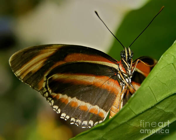 Butterfly Art Print featuring the photograph Butterfly #14 by Olga Hamilton