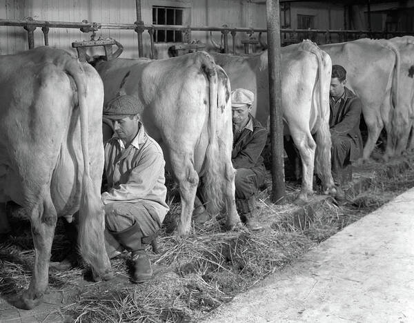 Photography Art Print featuring the photograph 1930s 1940s Three Men Hand Milking by Vintage Images