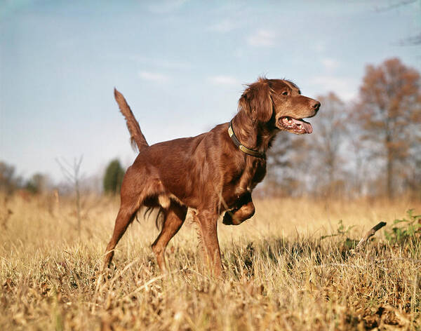 Photography Art Print featuring the photograph 1960s Irish Setter Hunting Dog On Point by Vintage Images