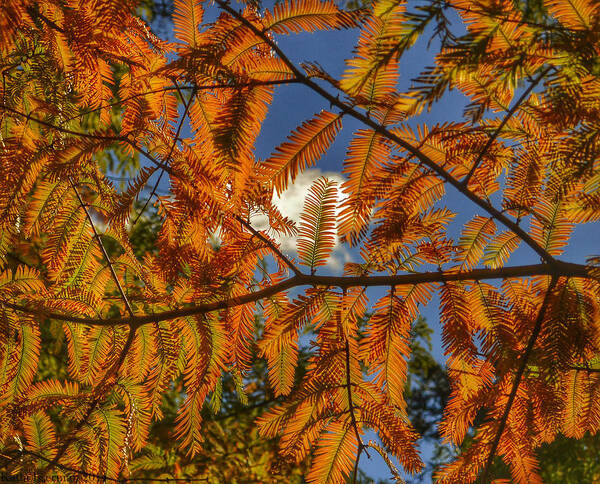 Autumn Art Print featuring the photograph Autumn Leaves I by Kathi Isserman