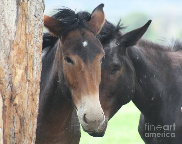 Horses Art Print featuring the photograph Buddies #2 by Brandi Mavretic