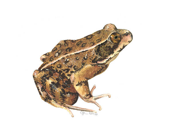 California Art Print featuring the painting California Red-legged Frog by Cindy Hitchcock