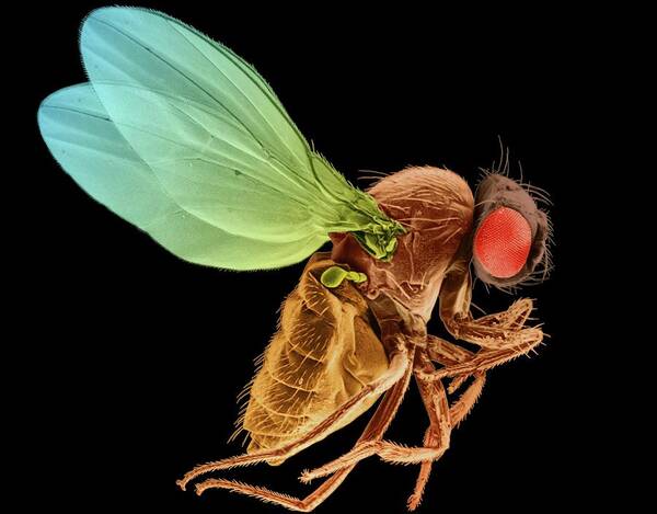 92428a Art Print featuring the photograph Fruit Fly #2 by Dennis Kunkel Microscopy/science Photo Library