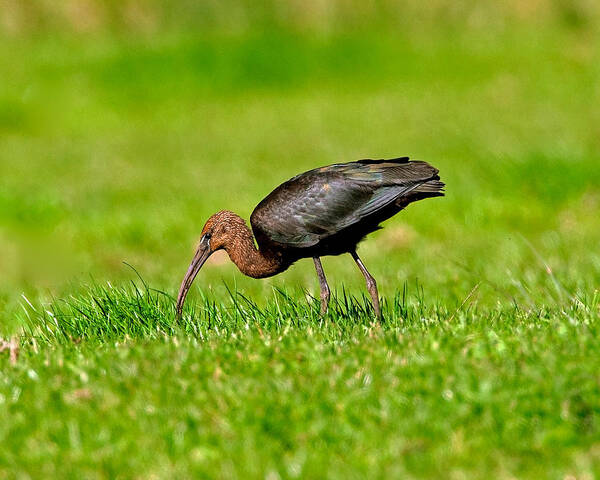Plegadisfalcinellus Art Print featuring the photograph Glossy Ibis #2 by Paul Scoullar
