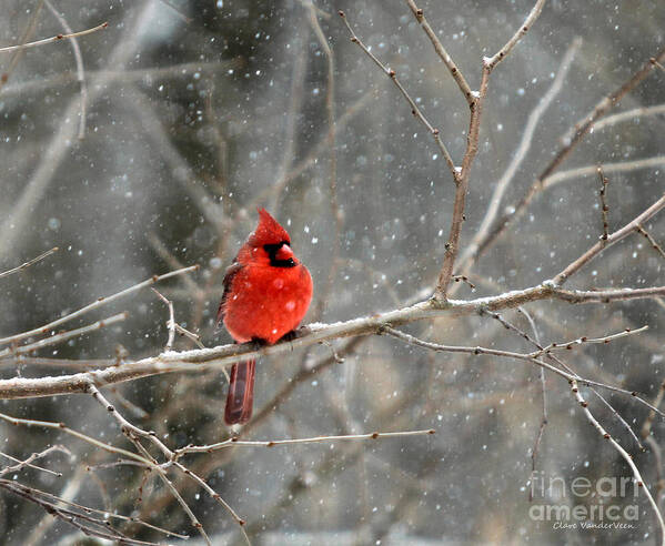 Cardinal Art Print featuring the photograph Northern Cardinal #2 by Clare VanderVeen