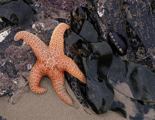 Animal Art Print featuring the photograph Or, Oregon Coast, Bandon, Ochre Sea #2 by Jamie and Judy Wild