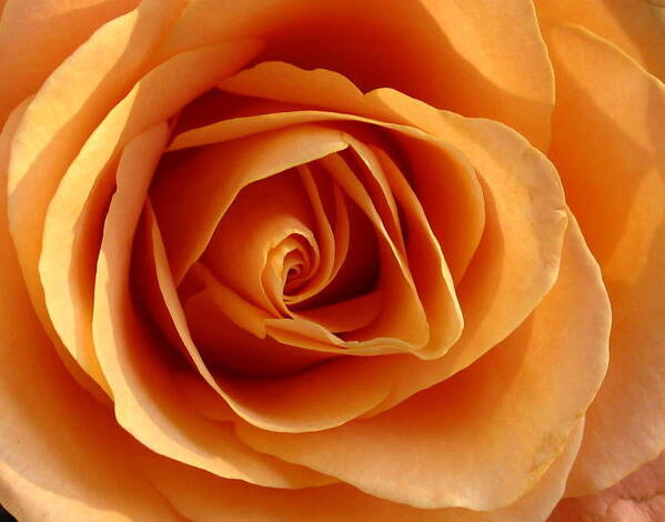 Flower Art Print featuring the photograph Peach Rose #2 by Gerry Bates