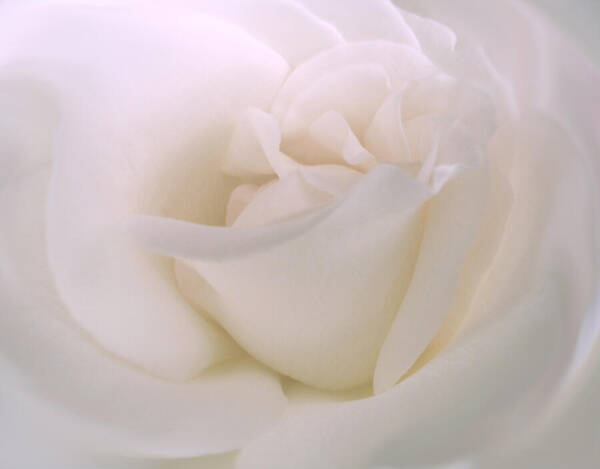 Rose Art Print featuring the photograph Softness of a White Rose Flower by Jennie Marie Schell