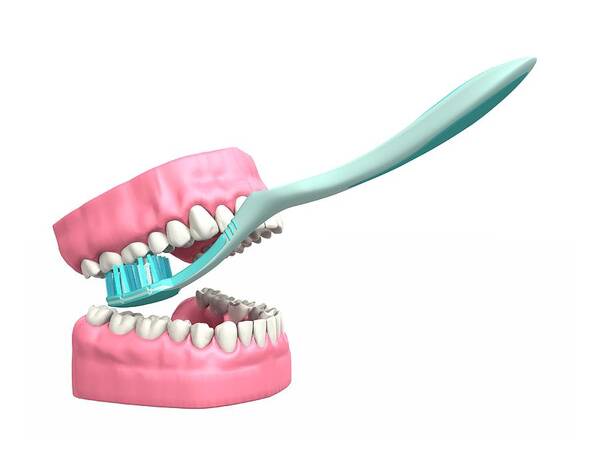 Equipment Art Print featuring the photograph Tooth Brushing Technique #2 by Mikkel Juul Jensen / Science Photo Library