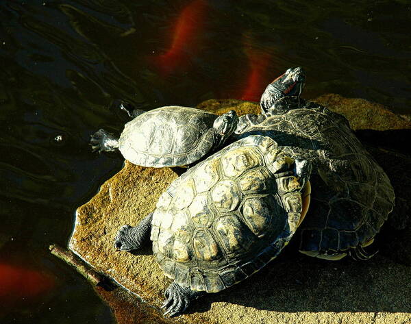 Turtles Art Print featuring the photograph 3 Friends by Bruce Carpenter