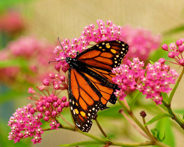 Monarch Art Print featuring the photograph Monarch Butterfly #3 by Carol Toepke