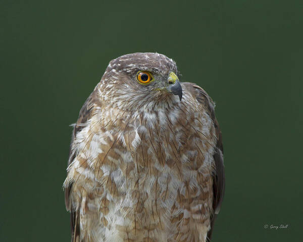 Nature Art Print featuring the photograph My Best Side #3 by Gerry Sibell