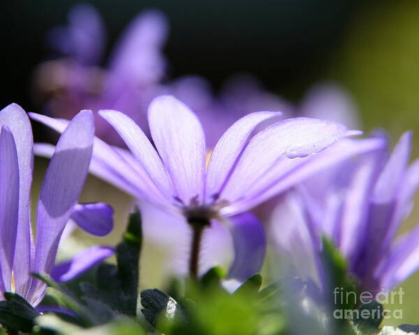 Flower Photography Art Print featuring the photograph Purple Light by Neal Eslinger