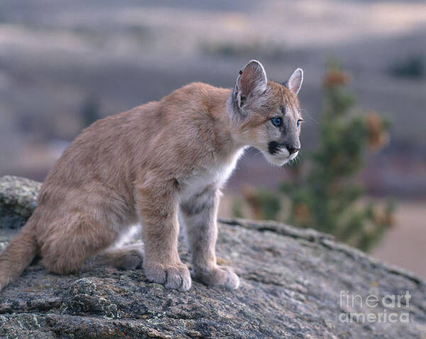 Animal Art Print featuring the photograph Mountain Lion #4 by Hans Reinhard