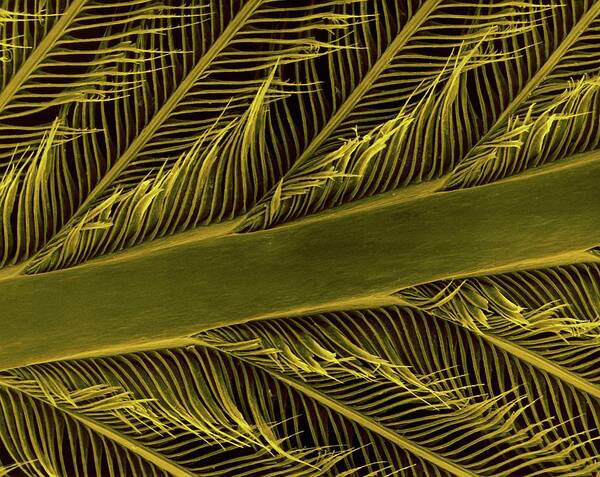 Feather Art Print featuring the photograph Parrot Feather Rachis #4 by Dennis Kunkel Microscopy/science Photo Library