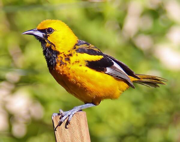 Birds Art Print featuring the photograph Spot-Breasted Oriole #7 by Dart Humeston