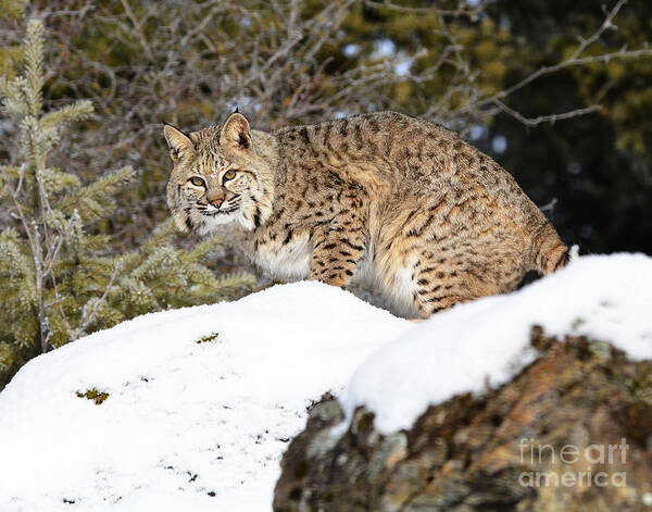 Mammal Art Print featuring the photograph Bobcat #8 by Dennis Hammer