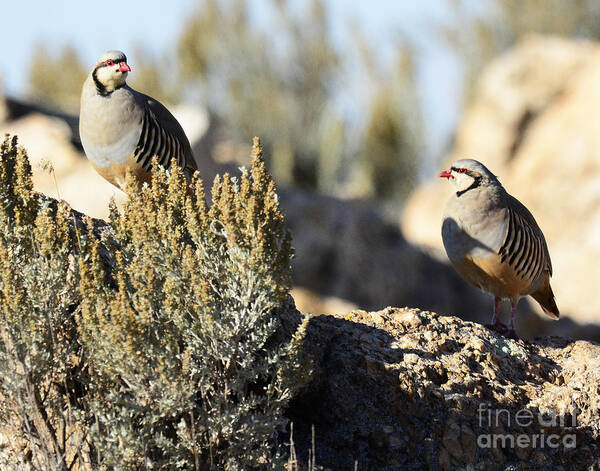 Bird Art Print featuring the photograph Chukar #4 by Dennis Hammer