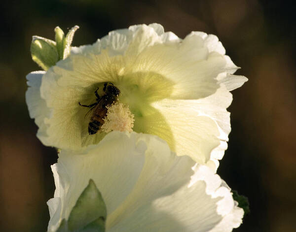 Flower Art Print featuring the photograph A Bee's Hollyhock by Eric Rundle