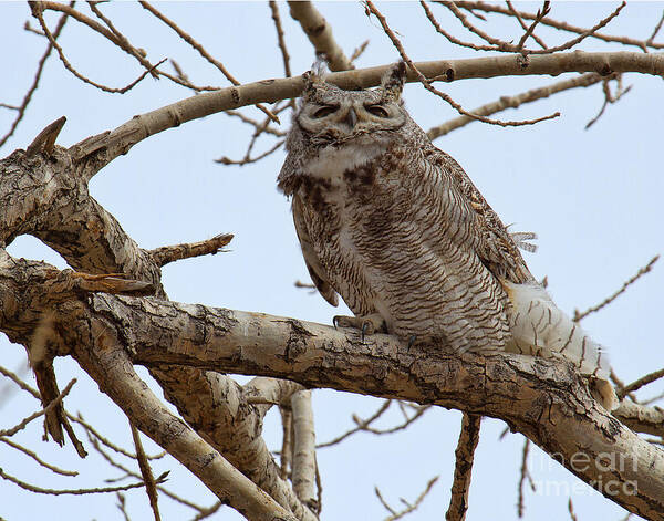 Horned Owl Art Print featuring the photograph A Blustery Day by Jim Garrison