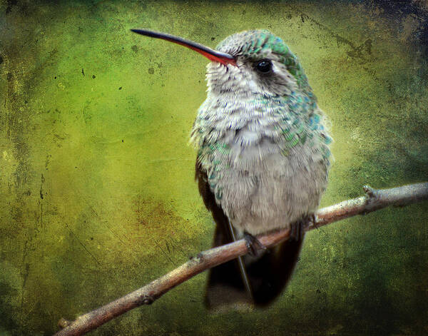 Hummingbirds Art Print featuring the photograph A Broad-Billed Hummer by Barbara Manis