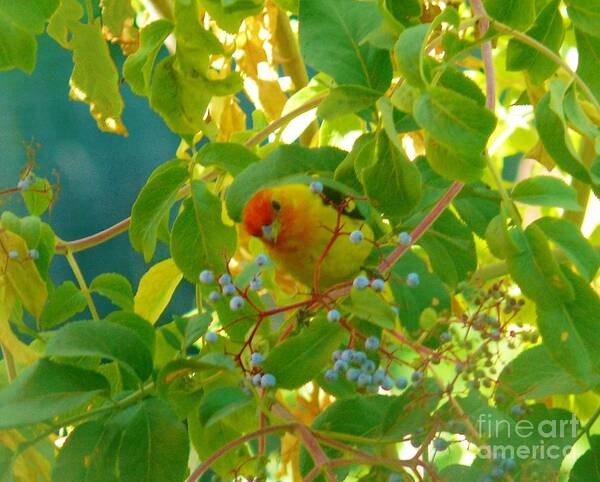 Western Tanagers Art Print featuring the photograph A Day With Mr. Tanager 5 by Jacquelyn Roberts