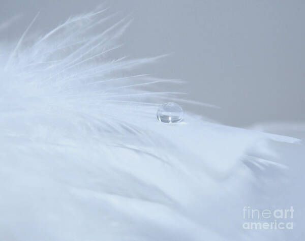 Feather Art Print featuring the photograph A Gentle Heaven by Krissy Katsimbras