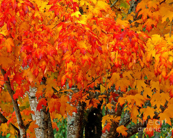 Fall Leaves Art Print featuring the photograph A Gold and Crimson Crown by Chuck Flewelling