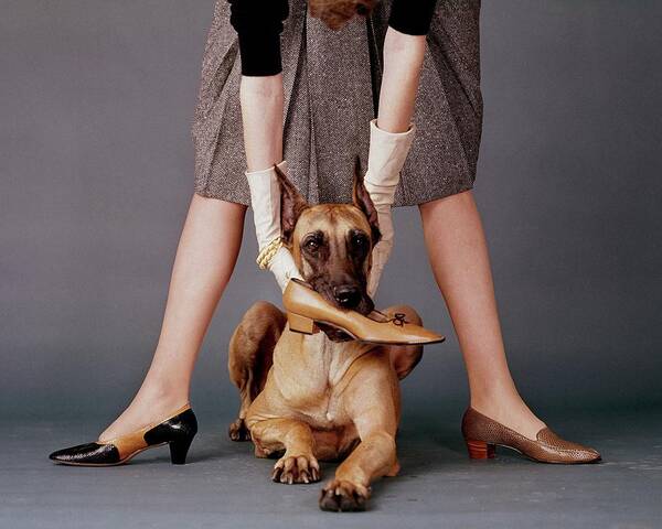 Accessories Art Print featuring the photograph A Model With A Dog Holding A Shoe In Its Mouth by John Rawlings