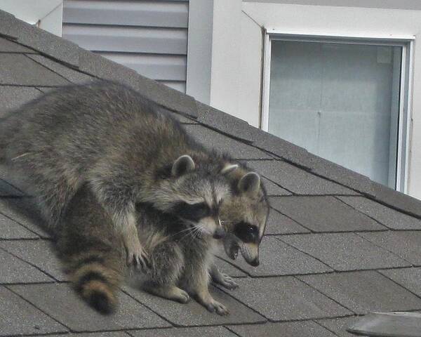 Racoon Art Print featuring the photograph Et Tu Brute by Karl Anderson