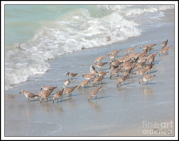 Fauna Art Print featuring the photograph A Quick Bite by Mariarosa Rockefeller