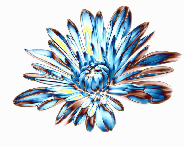 Blue Art Print featuring the photograph A Splash Of Petaled Blue by Bill and Linda Tiepelman