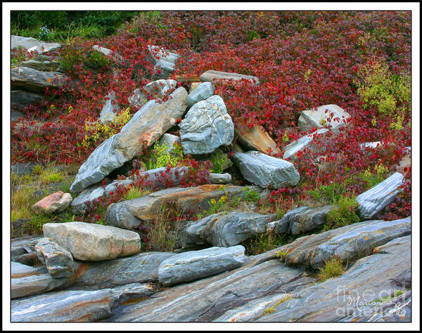 Rocks Art Print featuring the photograph A Touch of Color by Mariarosa Rockefeller