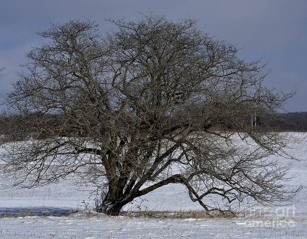 Tucker County Wv Art Print featuring the photograph A Tree in Canaan 2 by Randy Bodkins