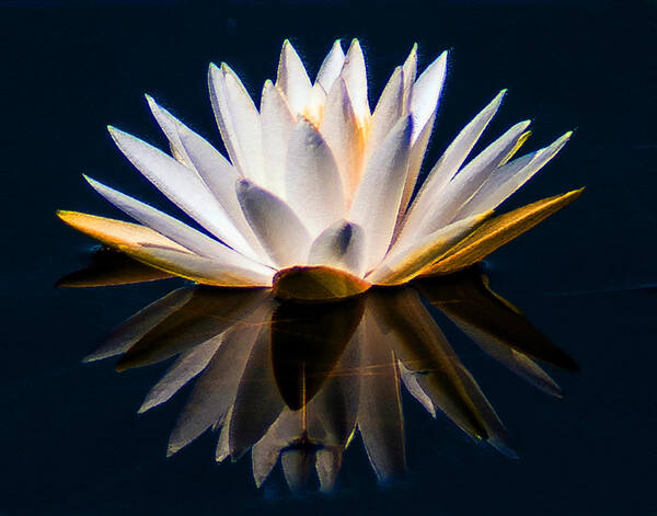 Art Art Print featuring the photograph Abstract Water Lilly by Dennis Tyler