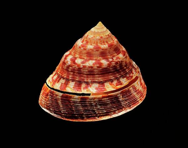 Biology Art Print featuring the photograph Adanson's Slit Shell Sea Snail Shell by Gilles Mermet