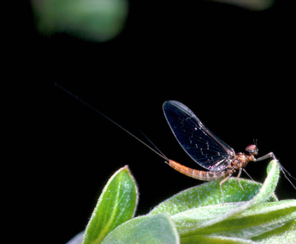 Mayfly Art Print featuring the photograph Adult Mayfly Perched On A Cluster Of Leaves by Tim Fearon/science Photo Library.