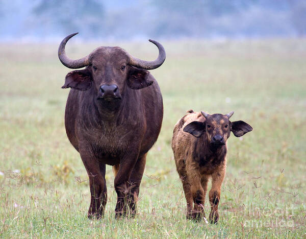 Buffalo Art Print featuring the photograph African Buffalo and Calf by Chris Scroggins