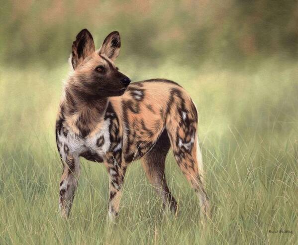 Wild Dog Art Print featuring the painting African Wild Dog Painting by Rachel Stribbling